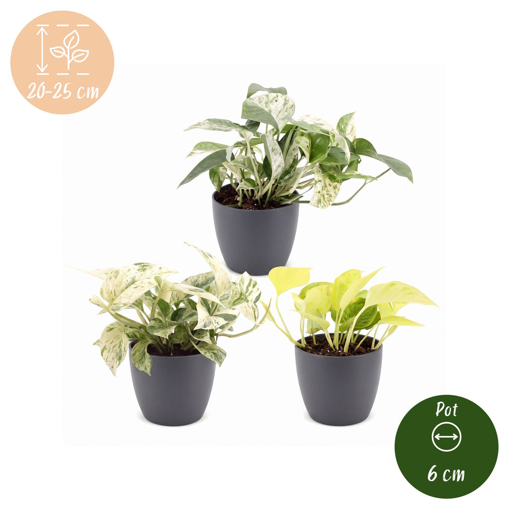3× Epipremnum Tricolour (scindapsus) i grå potte – Ø6 cm, 20–25 cm høj