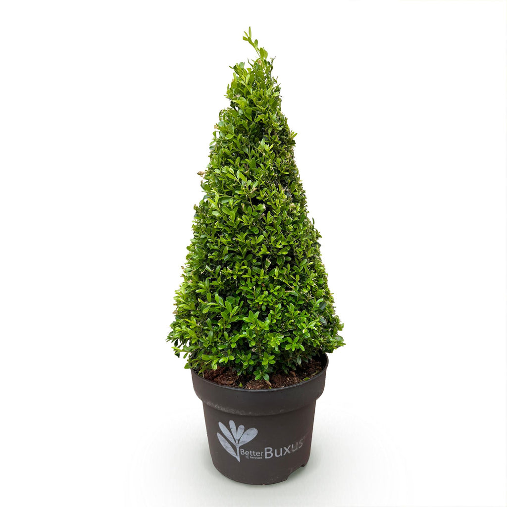 Buxus 'Pyramide' – Ø 23 cm, 60–70 cm hoch