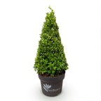 Buxus 'Pyramide' – Ø 23 cm, 60–70 cm hoch