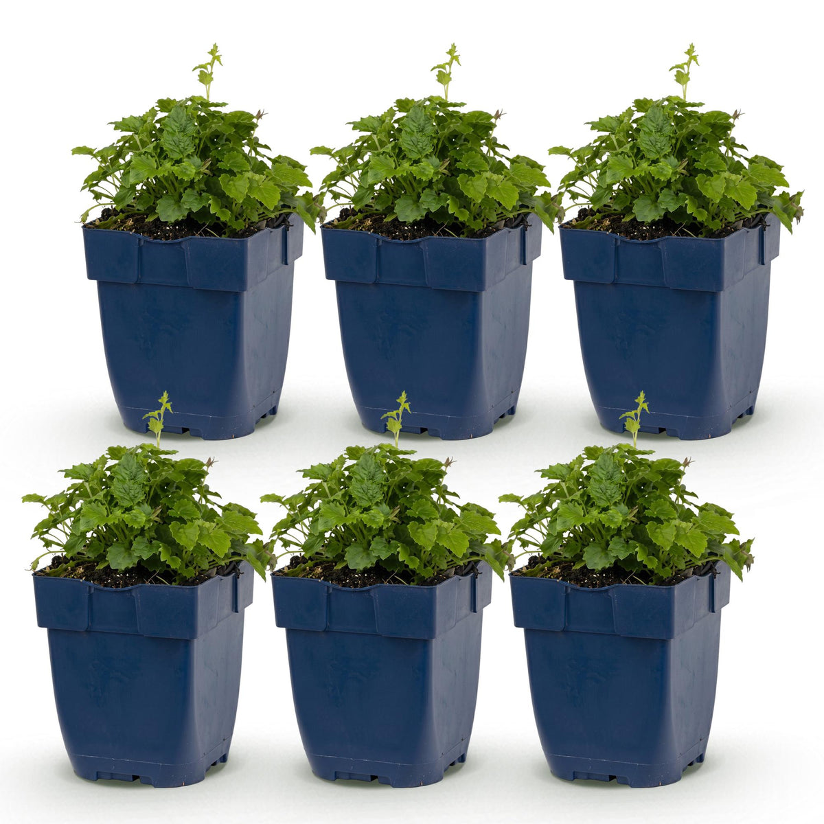 Campanula portenschlagiana 'Tricolour' (perzikbladklokje) – paars-roze-wit – 6 planten, Ø11 cm, 15–25 cm hoog