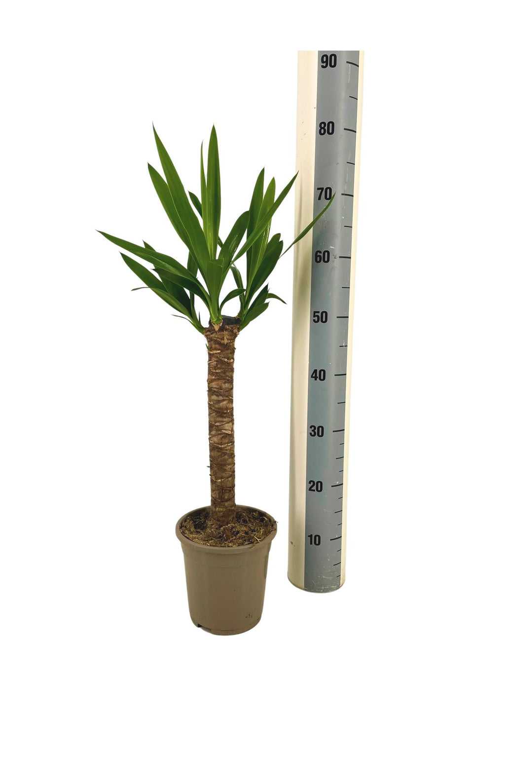 Yucca elephantipes – Ø17 cm, 60–80 cm de haut