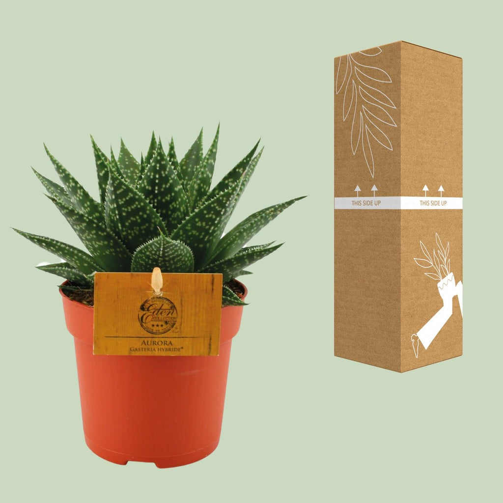 Gasteria Hybride Aurora (Haworthia) – Ø11 cm, 15 cm høj