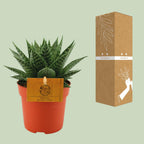 Gasteria Hybride Aurora (Haworthia) – Ø11 cm, 15 cm høj