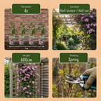 Clematis montana 'Mayleen' (clématite des montagnes) – rose clair – 6 plantes, Ø9 cm, 35 cm de haut