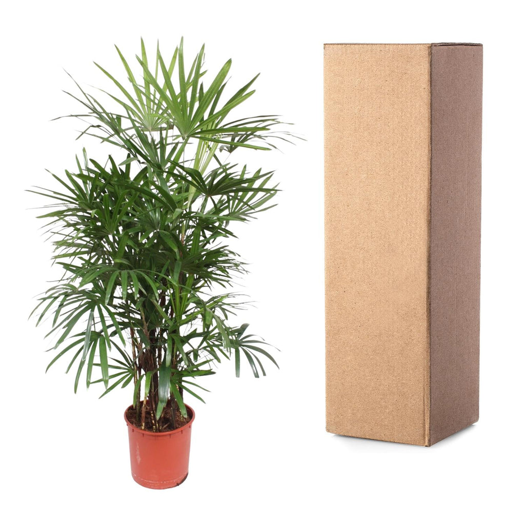 Rhapis Excelsa (Rhapis-Palme) – Ø 34 cm, 190 cm hoch – Bild 3