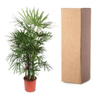 Rhapis Excelsa (Rhapis-Palme) – Ø 34 cm, 190 cm hoch