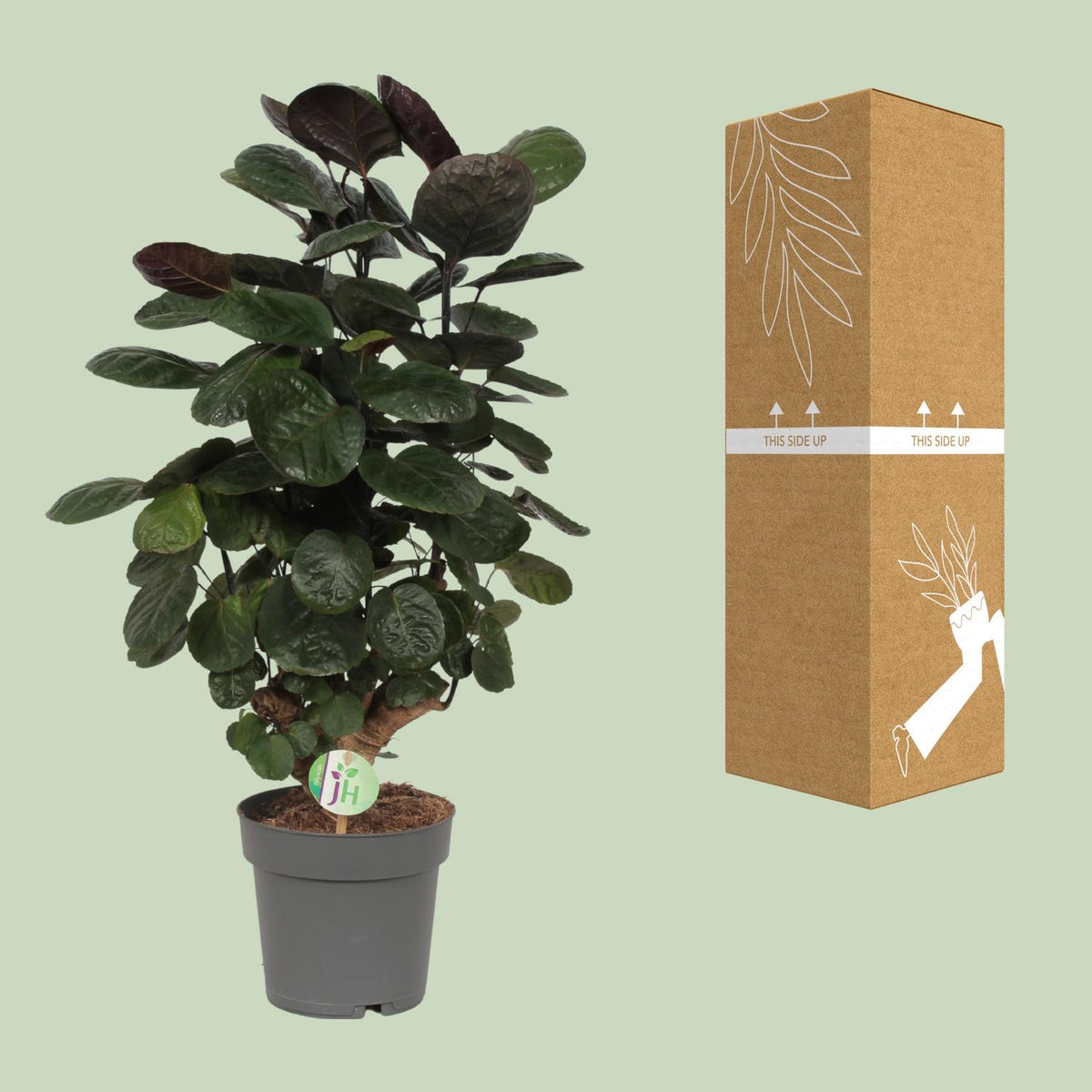 Polyscias scutellaria 'Fabiana' (aralia) – Ø 19 cm, 60 cm de haut