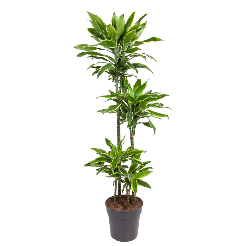 Dracaena Golden Coast (arbre dragonnier) – Ø27 cm, 140 cm de haut