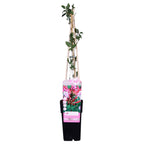 Lonicera periclymenum 'Serotina' (honeysuckle) – Ø15 cm, 65 cm high