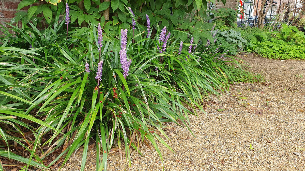 Liriope muscari 'Ingwersen' (Liliengras) – 48 Pflanzen, Ø 9 cm, 10–25 cm hoch – Bild 6