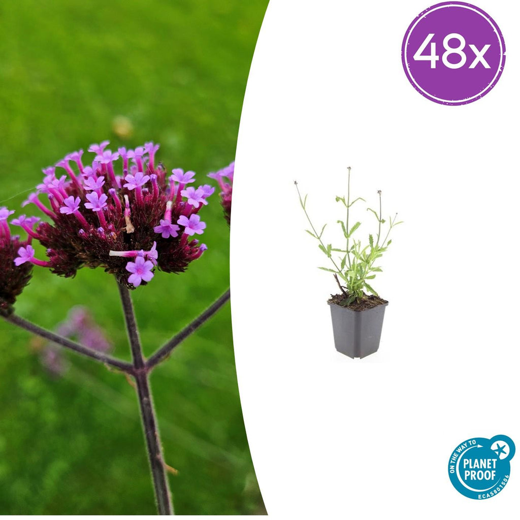 Verbena bon. 'Lollipop' (Eisenhart) – 48 Pflanzen, Ø9 cm, 10–25 cm hoch – Bild 2