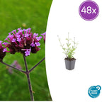 Verbena bon. 'Lollipop' (Eisenhart) – 48 Pflanzen, Ø9 cm, 10–25 cm hoch