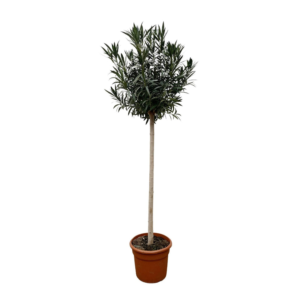 Nerium 'Oleander' standard – Ø40 cm, 170 cm high