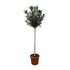 Nerium 'Oleander' standard – Ø40 cm, 170 cm high