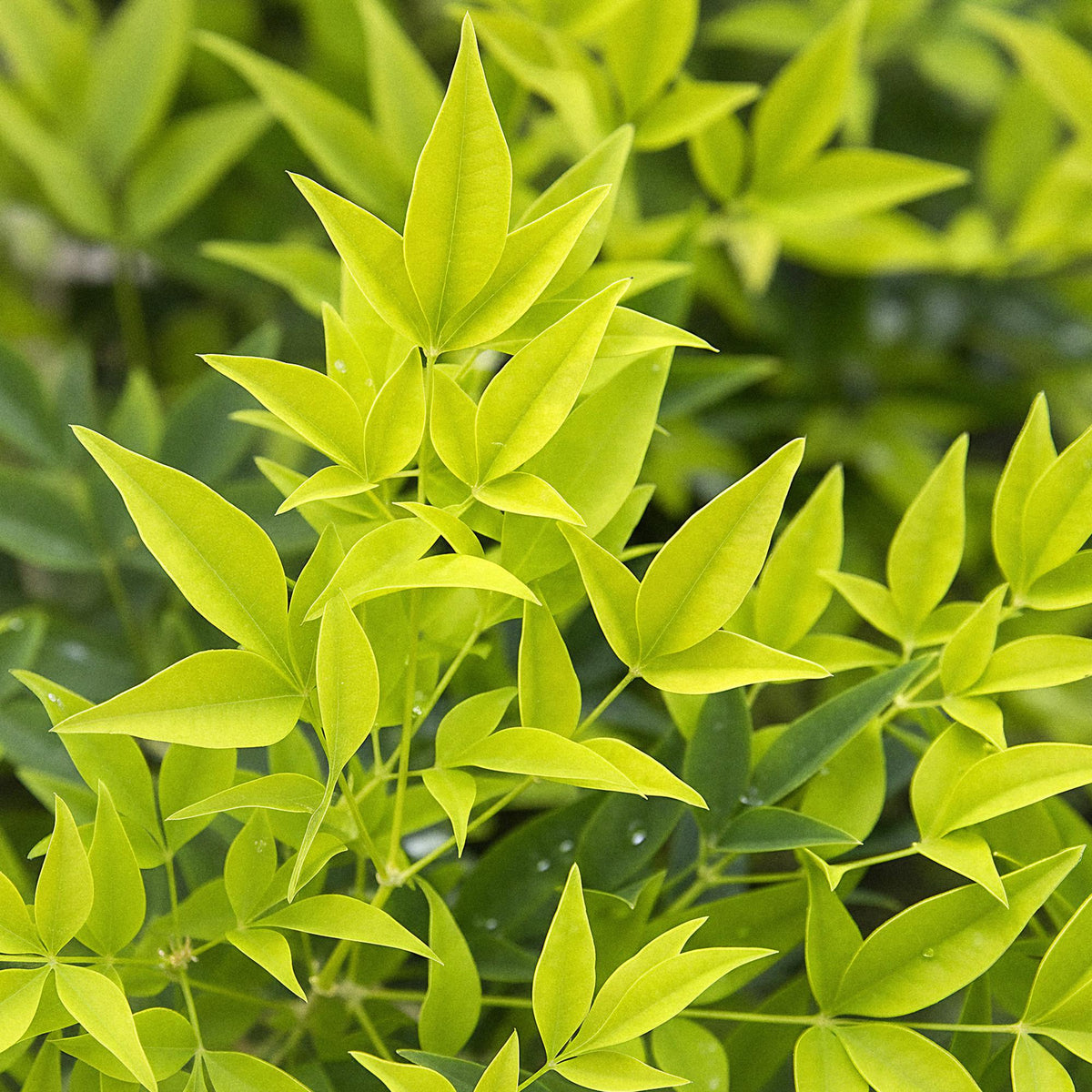 Nandina 'Lemon &amp; Lime' (Himmlisches Bambus) – gelb – 2 Pflanzen, Ø 17 cm, 45 cm hoch – Bild 4