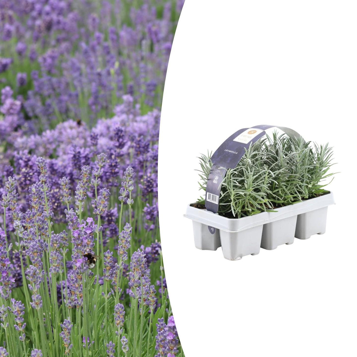 Lavendel (Lavandula) – 6 planten, Ø7 cm, 15 cm hoog