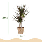2× Dracaena Magenta (drakenboom) met mand – Ø17 cm, 70–80 cm hoog