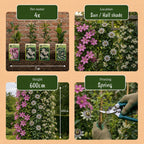 Klimplantenset Driekleurig – lichtroze-wit-paars – 6 planten, Ø9 cm, 35 cm hoog