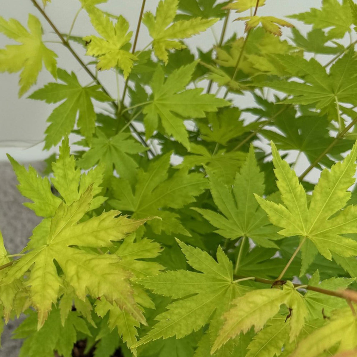 Acer palmatum 'Orange Dream' (Japanse esdoorn) – oranje – 3 planten, Ø12 cm, 35 cm hoog