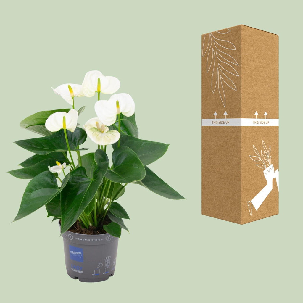 Anthurium White (flamingoplant) – Ø12 cm, 43 cm hoog – foto 3