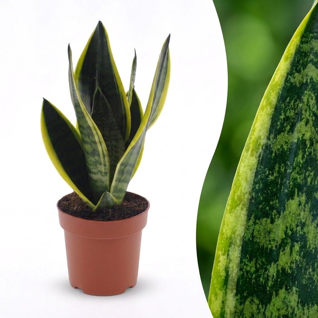 Sansevière Future Superb (langue de belle-mère) – Ø 12 cm, 35 cm de haut