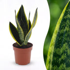 Sansevière Future Superb (langue de belle-mère) – Ø 12 cm, 35 cm de haut