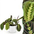 Maranta Fascinator Tricolour (bedplant) i Potter-pyntepotte hvid – Ø12 cm, 25 cm høj