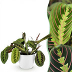 Maranta Fascinator Tricolour (bedplant) i Potter-pyntepotte hvid – Ø12 cm, 25 cm høj