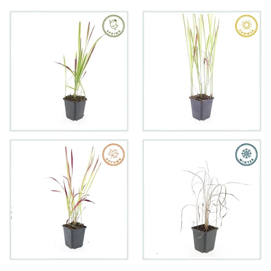 Imperata cylindrica 'Red Baron' (Japanisches Blutgras) – 60 Pflanzen, Ø9 cm, 10–25 cm hoch – Bild 3