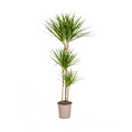 Dracaena marginata Green (arbre dragonnier) – Ø24 cm, 130–150 cm de haut