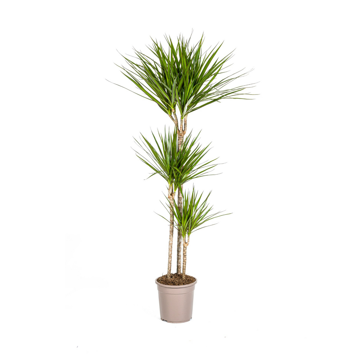 Dracaena marginata Green (drakenboom) – Ø24 cm, 130–150 cm hoog