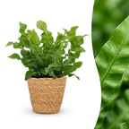 Asplenium Crispy Wave (fugleredefarn) med kurv – Ø12 cm, 30 cm høj