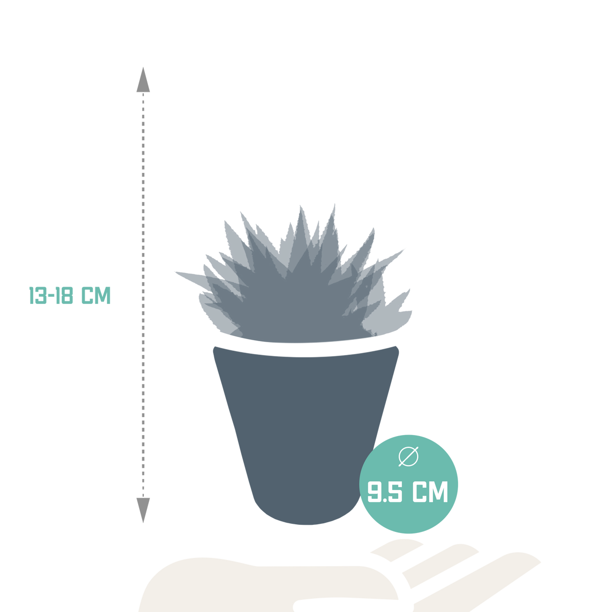 Gasteria/Haworthia-blanding i hvid potte – Ø10 cm, 18 cm høj