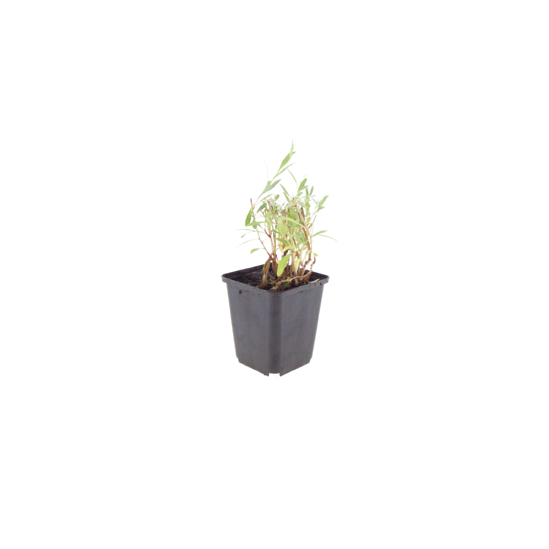 Gaura lindheimeri (Lindheimer's gaura) – 6 plants, Ø9 cm, 10–25 cm tall – photo 2