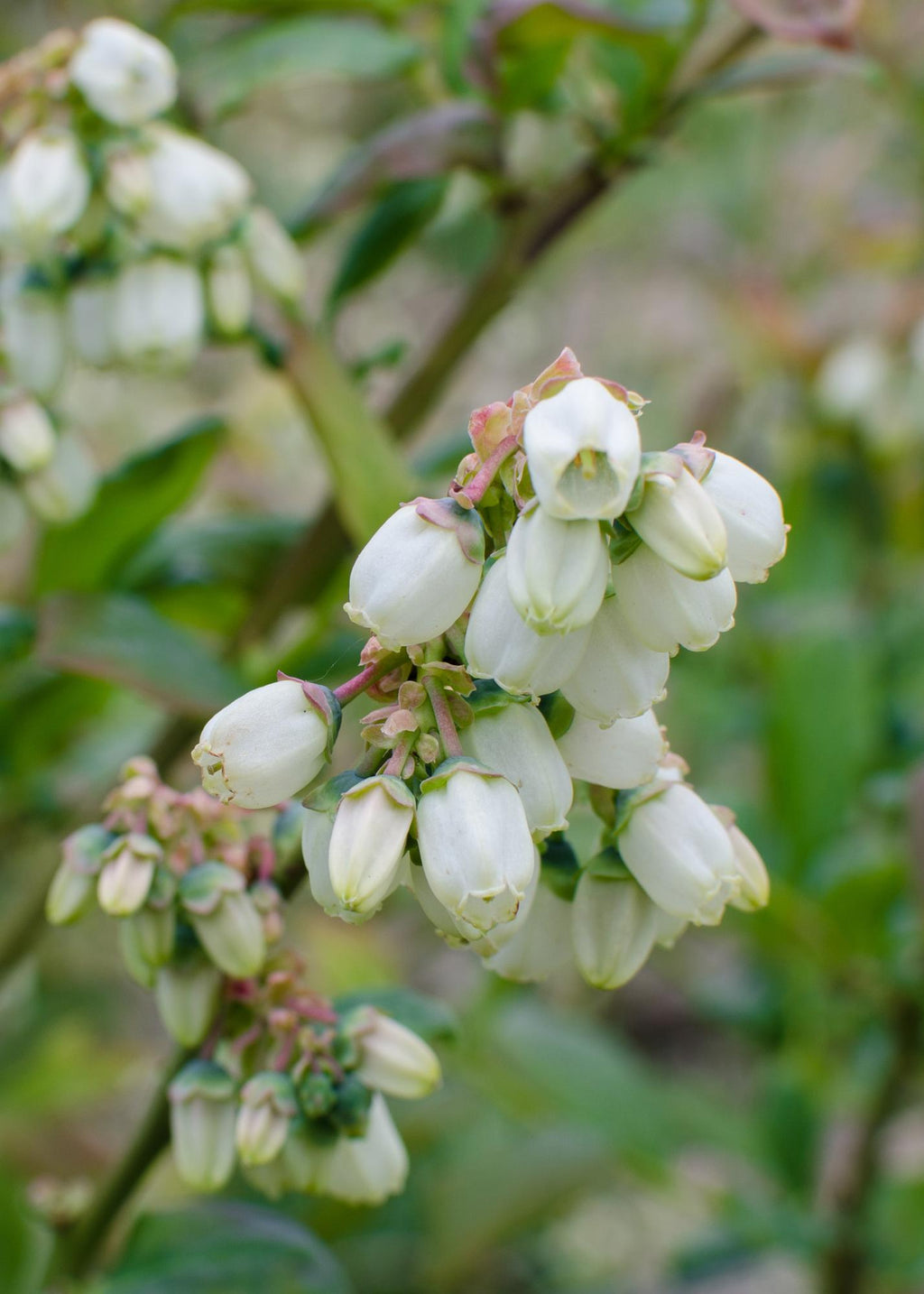 Vaccinium corymbosum 'Reka' (blauwe bes) – Ø13 cm, 30 cm hoog