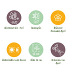 Helleborus orientalis 'Double Ellen Pink' (Orientalische Christrose) – 2 Pflanzen, Ø 14 cm, 35 cm hoch