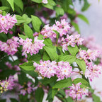 Buske Deutzia hybrida Strawbery Fields – rosa – Ø17 cm, 45 cm høj