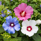 Hibiscus syriacus 'Tricolour' (Syrischer Hibiskus) – rosa-weiß-blau – 3 Pflanzen, Ø 17 cm, 45 cm hoch