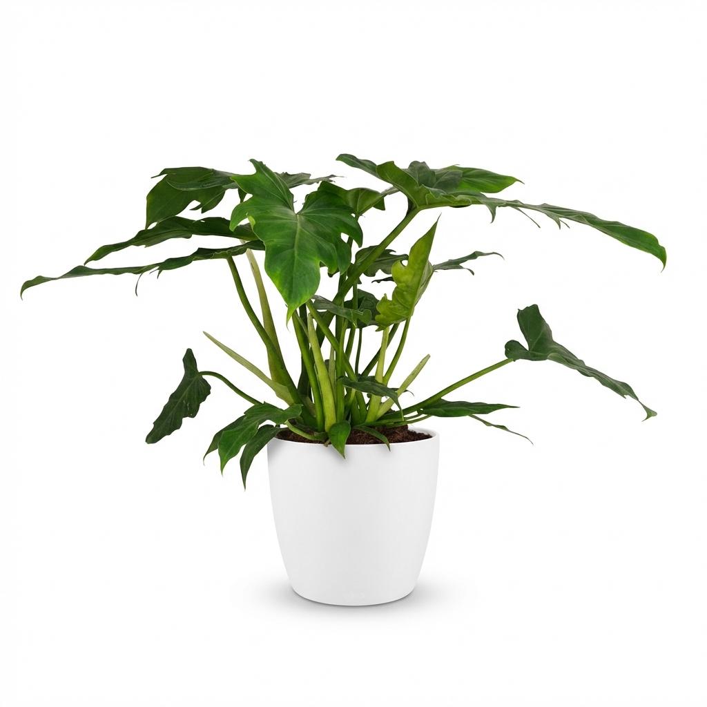 Philodendron Lacerum i Potter-pyntepotte hvid – Ø19 cm, 65 cm høj