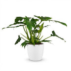 Philodendron Lacerum i Potter-pyntepotte hvid – Ø19 cm, 65 cm høj