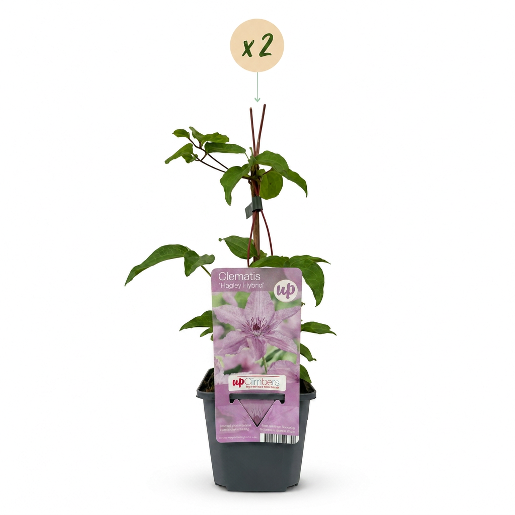 Clematis 'Hagley Hybrid' (bosrank) – roze – 2 planten, Ø9 cm, 35 cm hoog