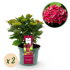 Hydrangea 'Magical Teusday & Saphire' (hydrangea) – red – 2 plants, Ø23 cm, 55 cm high