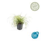 Carex oshim. 'Evergold' (sedge) – 24 plants, Ø9 cm, 10–25 cm high