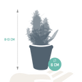 15× Cactus and succulent mix (Cactaceae) in terracotta pot – Ø6 cm, 13 cm high