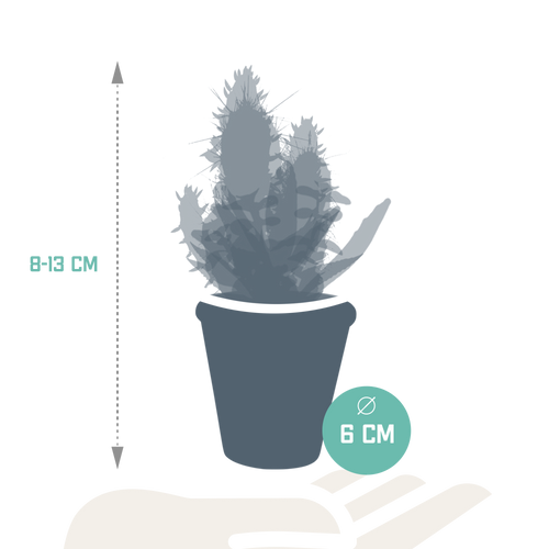 15× Cactus en vetplanten mix (Cactaceae) in terracotta pot – Ø6 cm, 13 cm hoog