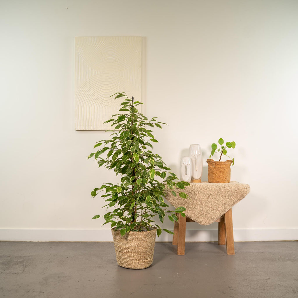 Ficus benjamina Goldenking (figuier pleureur) avec panier selin – Ø21 cm, 95 cm de haut