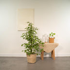 Ficus benjamina Goldenking (figuier pleureur) avec panier selin – Ø21 cm, 95 cm de haut
