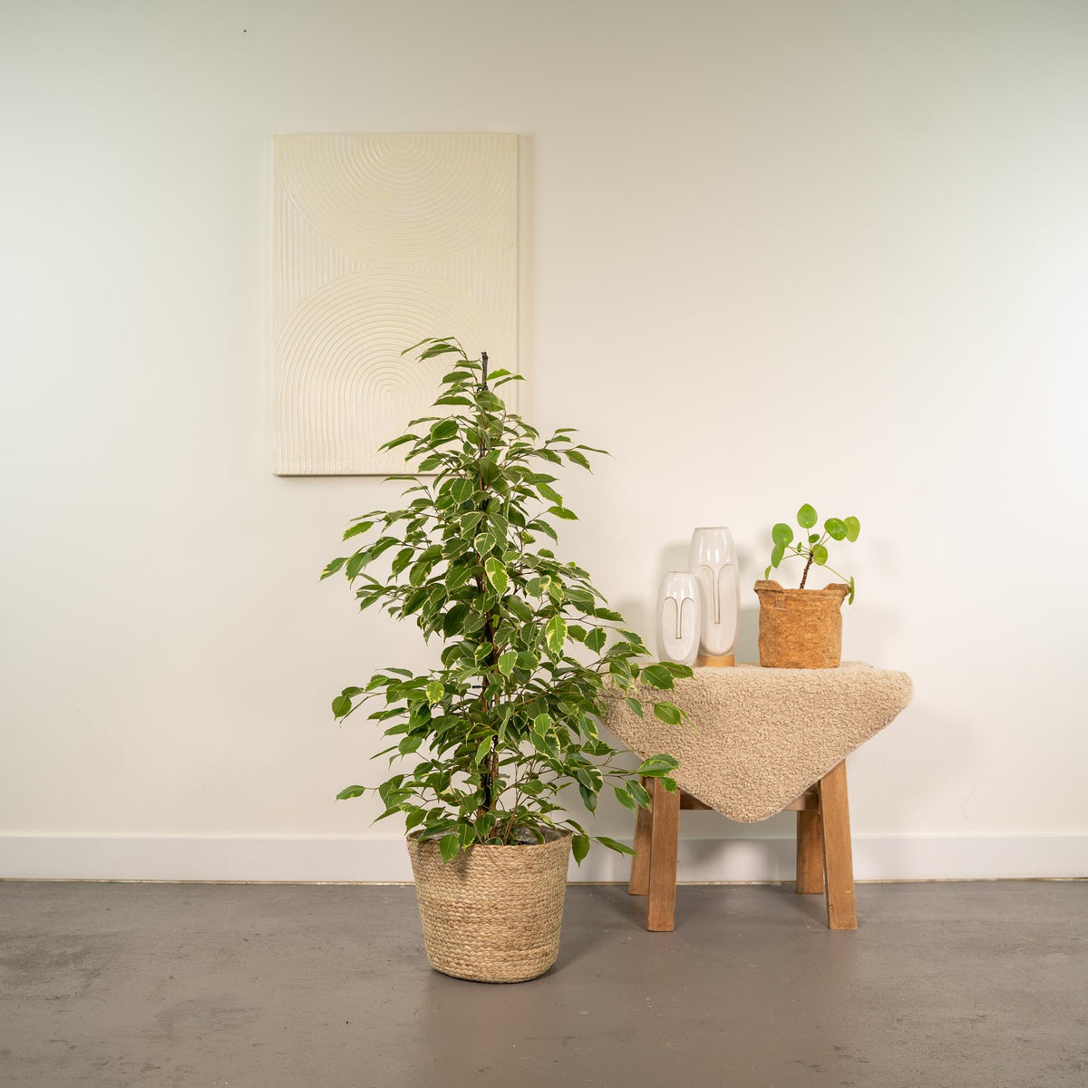 Ficus benjamina Goldenking (grædefigus) med kurv selin – Ø21 cm, 95 cm høj