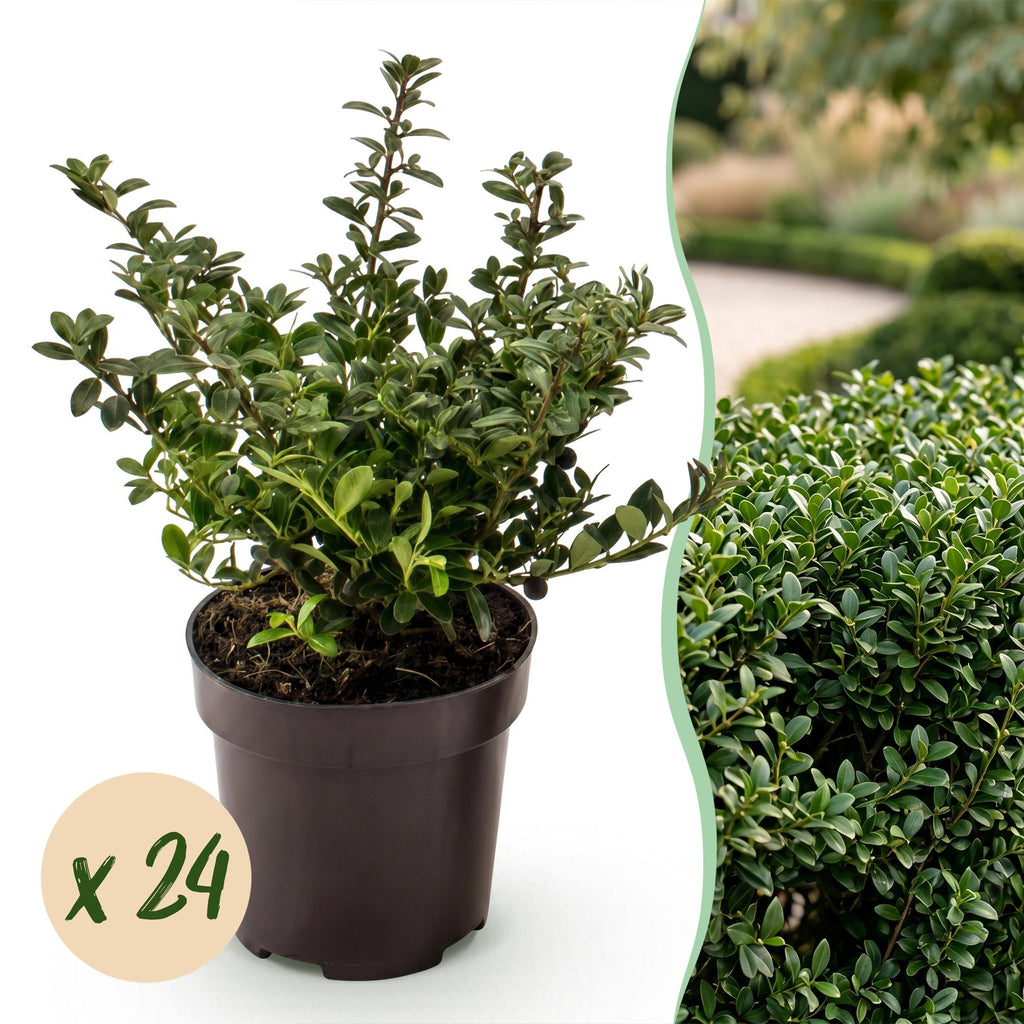Ilex crenata 'Stokes' (Houx du Japon) – 24 plants, Ø9 cm, 20–30 cm de haut