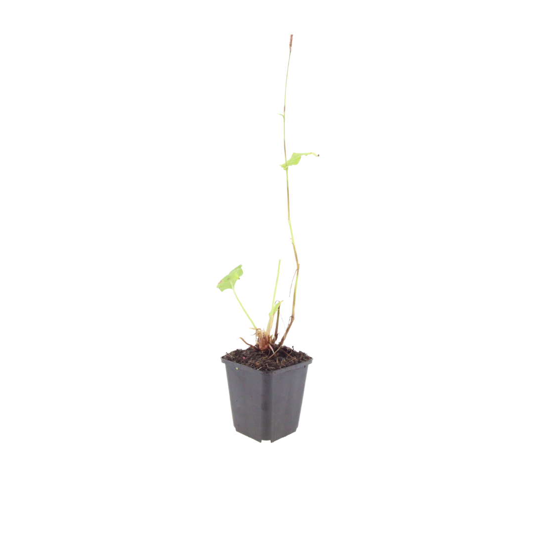 Persicaria anomala 'Alba' (Taubnessel) – 12 Pflanzen, Ø9 cm, 10–25 cm hoch – Bild 2